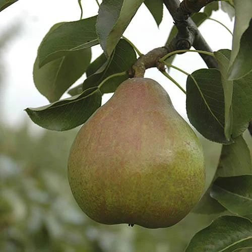 Pear 'Doyenne Du Comice' Tree 1 Pear 'Doyenne Du Comice' Tree