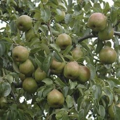 Pear 'Doyenne Du Comice' Tree 7 Pear 'Doyenne Du Comice' Tree -You Garden 300009 2
