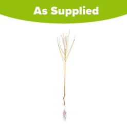 Peach 'Redhaven' Tree 9 Peach 'Redhaven' Tree -You Garden 300010 4