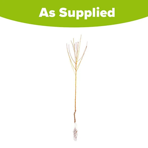 Peach 'Redhaven' Tree 5 Peach 'Redhaven' Tree - Image 5