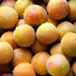 Apricot 'Early Moorpark' Tree 7 Apricot 'Early Moorpark' Tree -You Garden 300011 2