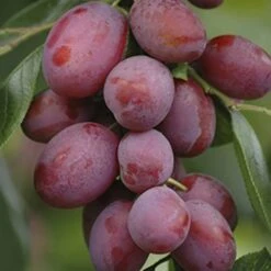 Plum 'Victoria' 9 Plum 'Victoria' -You Garden 300025 2