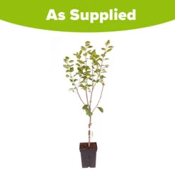 Plum 'Victoria' 13 Plum 'Victoria' -You Garden 300025 6