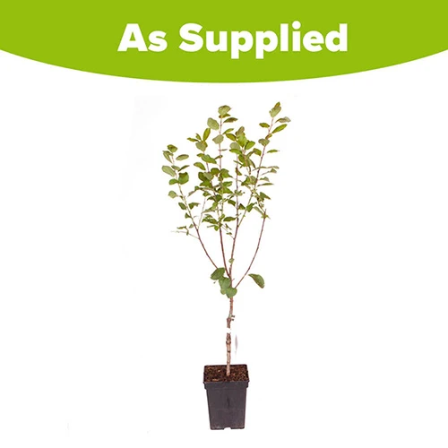 Plum 'Victoria' 7 Plum 'Victoria' - Image 7