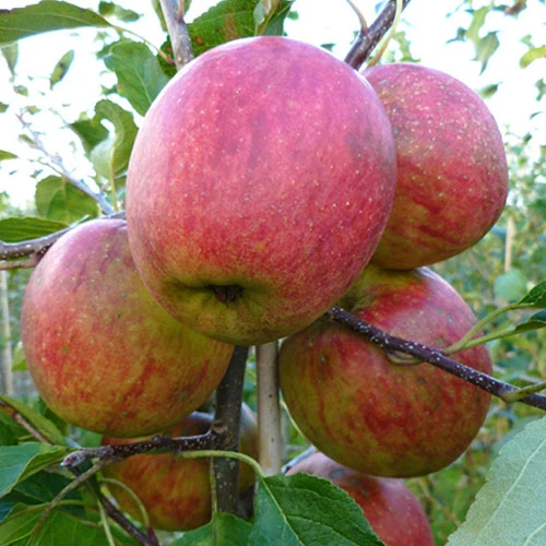 Apple Malus Domestica 'Discovery' 2 Apple Malus Domestica 'Discovery' - Image 2