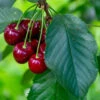 Sweet Cherry 'Regina'
