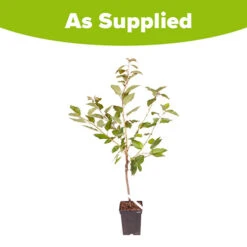 Sweet Cherry 'Regina' 5 Sweet Cherry 'Regina' -You Garden 300053 2