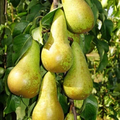 Duo Fruit Tree - Pear Conference & Concorde 6 Duo Fruit Tree - Pear Conference & Concorde -You Garden 300064 2