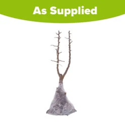 Duo Fruit Tree - Pear Conference & Concorde 7 Duo Fruit Tree - Pear Conference & Concorde -You Garden 300064 3