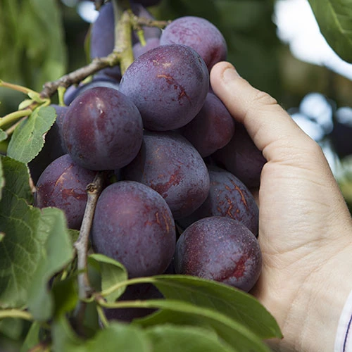 Duo Plum Fruit Tree 3 Duo Plum Fruit Tree - Image 3