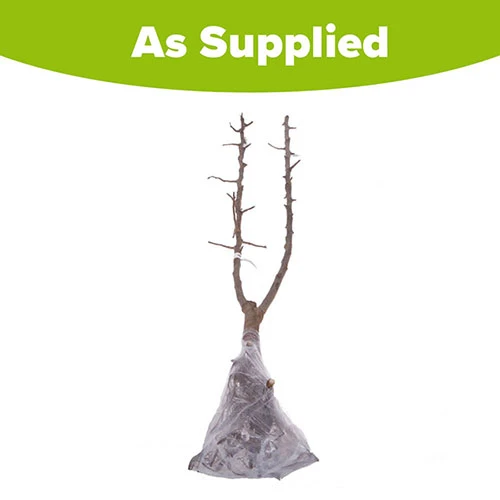 Duo Plum Fruit Tree 6 Duo Plum Fruit Tree - Image 6