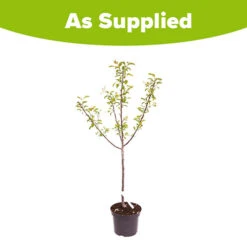 Plum 'Mirabelle De Nancy' 7 Plum 'Mirabelle De Nancy' -You Garden 300084 3