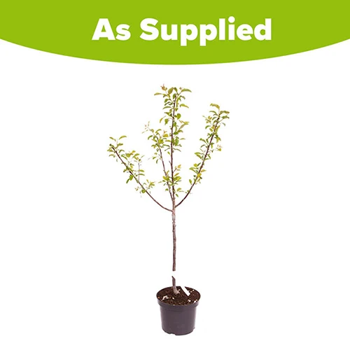 Plum 'Mirabelle De Nancy' 4 Plum 'Mirabelle De Nancy' - Image 4