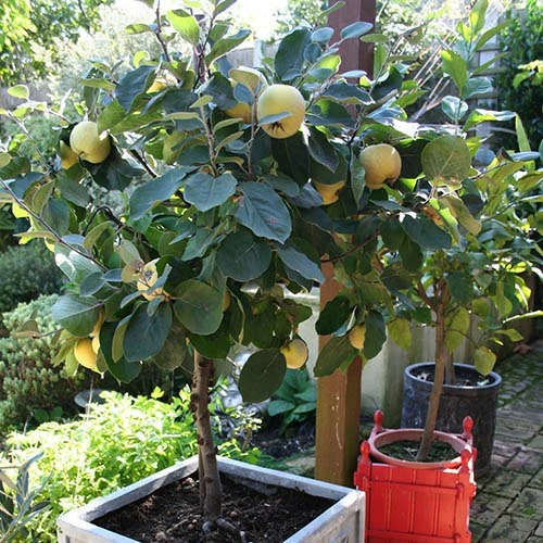 'Sibley's Patio Quince' 6 'Sibley's Patio Quince' - Image 6