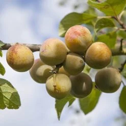 Patio Gage Reine-Claude Oullins 8 Patio Gage Reine-Claude Oullins -You Garden 300140 1