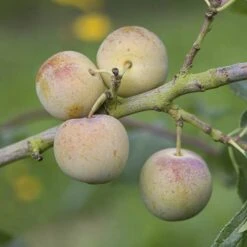 Patio Gage Reine-Claude Oullins 9 Patio Gage Reine-Claude Oullins -You Garden 300140 2