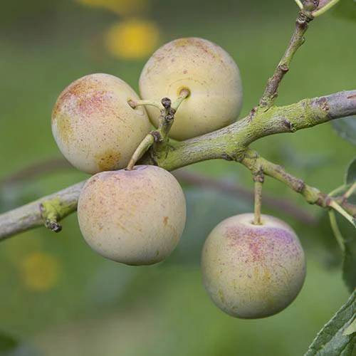 Patio Gage Reine-Claude Oullins 3 Patio Gage Reine-Claude Oullins - Image 3