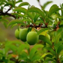 Patio Gage Reine-Claude Oullins 10 Patio Gage Reine-Claude Oullins -You Garden 300140 3