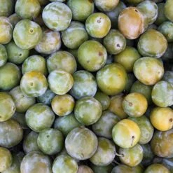 Patio Gage Reine-Claude Oullins 11 Patio Gage Reine-Claude Oullins -You Garden 300140 4