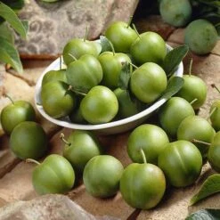 Patio Gage Reine-Claude Oullins 12 Patio Gage Reine-Claude Oullins -You Garden 300140 5