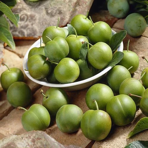 Patio Gage Reine-Claude Oullins 6 Patio Gage Reine-Claude Oullins - Image 6