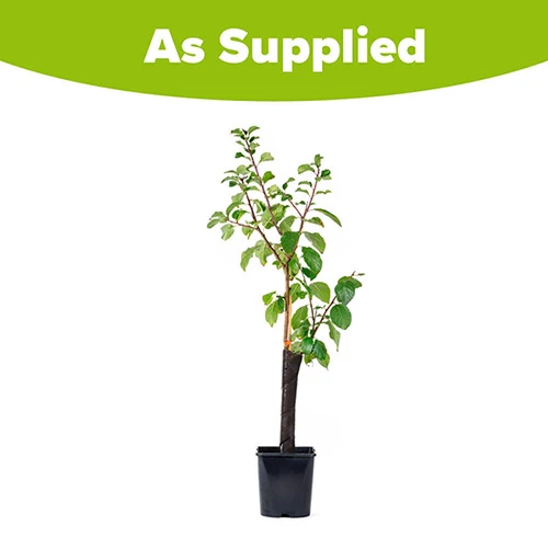 Patio Gage Reine-Claude Oullins 7 Patio Gage Reine-Claude Oullins - Image 7