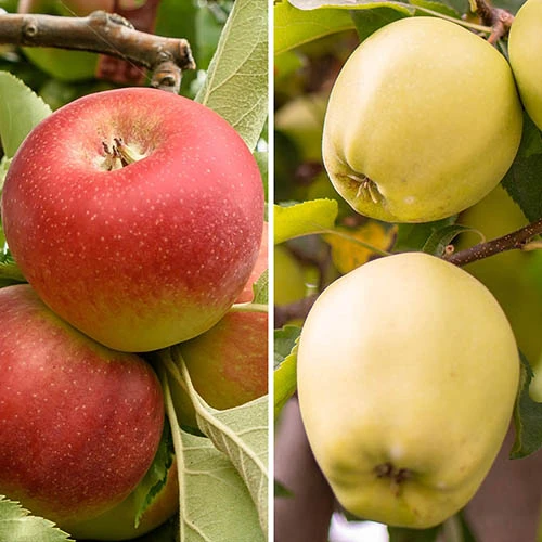 Duo Fruit Tree Apple 'Elstar' And 'Golden Delicious' 1 Duo Fruit Tree Apple 'Elstar' And 'Golden Delicious'