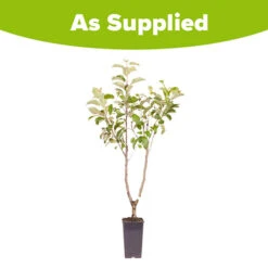 Duo Fruit Tree Apple 'Elstar' And 'Golden Delicious' 9 Duo Fruit Tree Apple 'Elstar' And 'Golden Delicious' -You Garden 300147 4