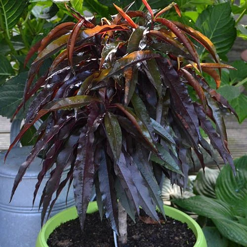 Red Leaf Peach 'Rubira' 1 Red Leaf Peach 'Rubira'