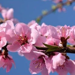 Red Leaf Peach 'Rubira' 7 Red Leaf Peach 'Rubira' -You Garden 300155 2