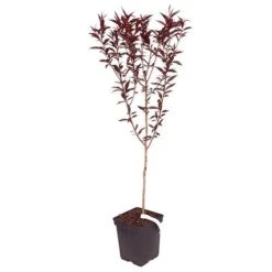 Red Leaf Peach 'Rubira' 8 Red Leaf Peach 'Rubira' -You Garden 300155 3