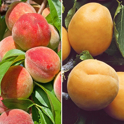 Duo Fruit Tree Peach And Apricot 1 Duo Fruit Tree Peach And Apricot