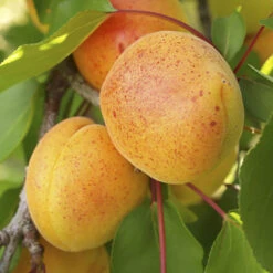 Duo Fruit Tree Peach And Apricot 5 Duo Fruit Tree Peach And Apricot -You Garden 300165 2