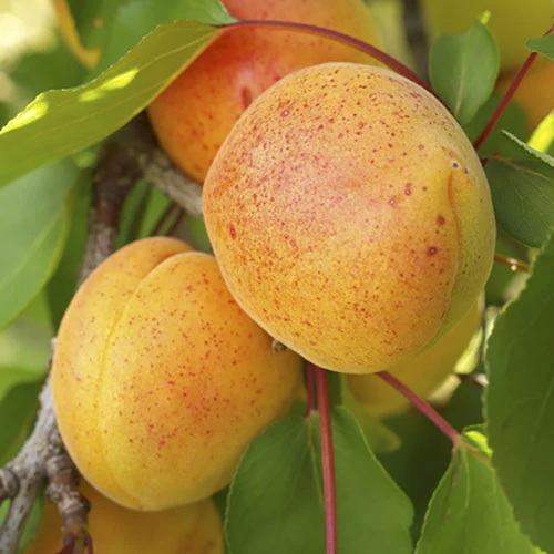 Duo Fruit Tree Peach And Apricot 3 Duo Fruit Tree Peach And Apricot - Image 3