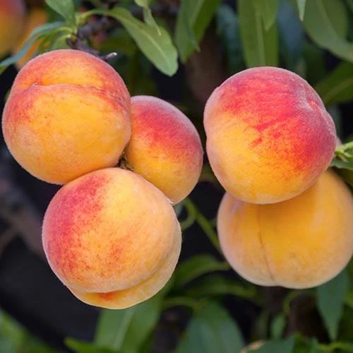 Peach Prunus Persica 'Suncrest' 2 Peach Prunus Persica 'Suncrest' - Image 2