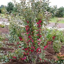 Mini Apple Tree Malus Appletini -You Garden 300210 3