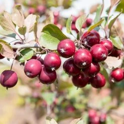 Mini Apple Tree Malus Appletini -You Garden 300210 5