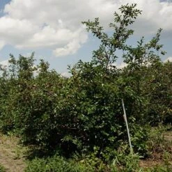 Patio Fruit Trees Cherry 'Athos' And Plum 'Little Vic' 11 Patio Fruit Trees Cherry 'Athos' And Plum 'Little Vic' -You Garden 300213 4
