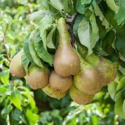 Pear 'Little Conference' GYO Fruit Tree