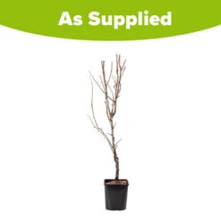 Pear 'Little Conference' GYO Fruit Tree 5 Pear 'Little Conference' GYO Fruit Tree -You Garden 300223 2