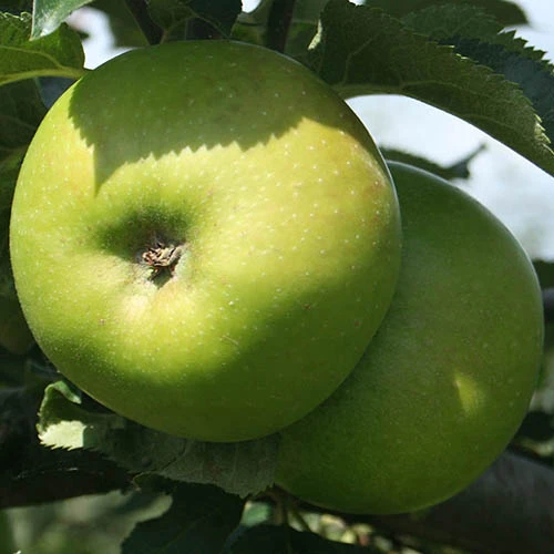 Trio Fruit Apple Tree 4 Trio Fruit Apple Tree - Image 4