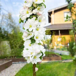 Cherry 'Queen Mary' Columnar -You Garden 300257 2