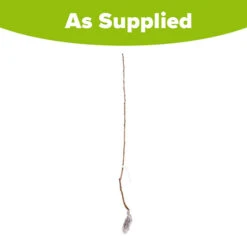 Cherry 'Queen Mary' Columnar -You Garden 300257 3