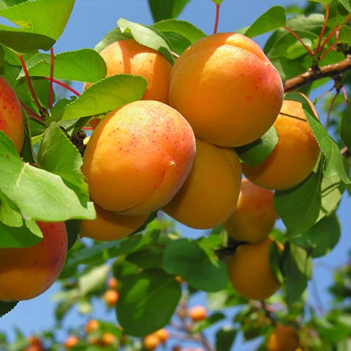 Apricot 'Dwarf Patio' 1 Apricot 'Dwarf Patio'