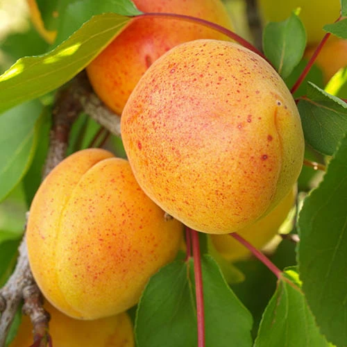 Apricot 'Dwarf Patio' 2 Apricot 'Dwarf Patio' - Image 2