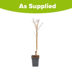 Apricot 'Dwarf Patio' 5 Apricot 'Dwarf Patio' -You Garden 300263 2