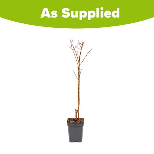 Apricot 'Dwarf Patio' 3 Apricot 'Dwarf Patio' - Image 3