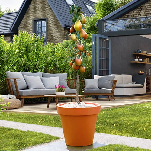 Pear 'Decora' Columnar 1 Pear 'Decora' Columnar