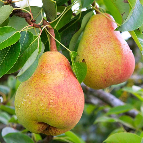 Pear 'Decora' Columnar 2 Pear 'Decora' Columnar - Image 2