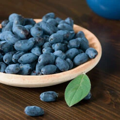 Honeyberry 6 Honeyberry -You Garden 310034 2